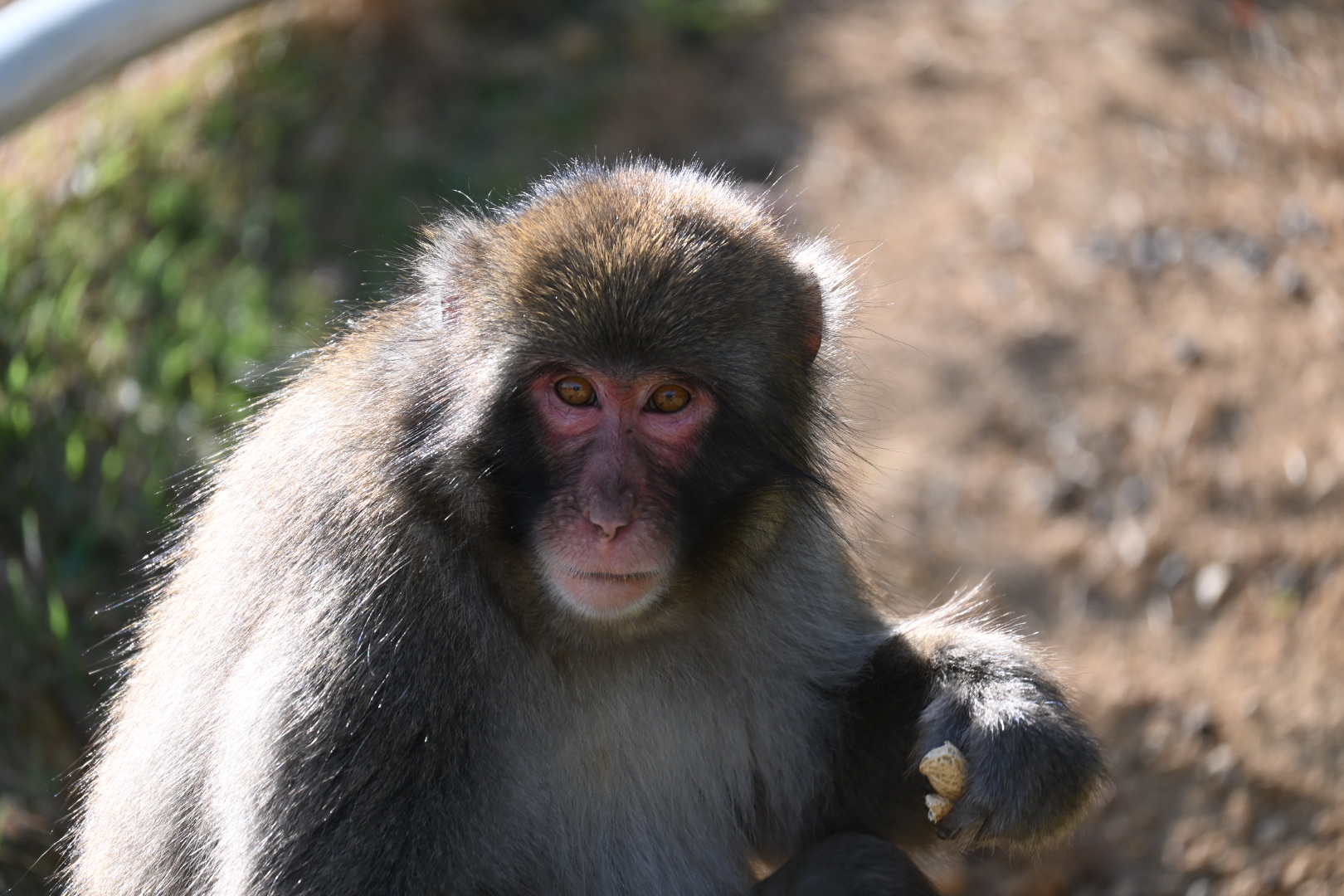 おサルに願いを⑮西教寺のおサルさん